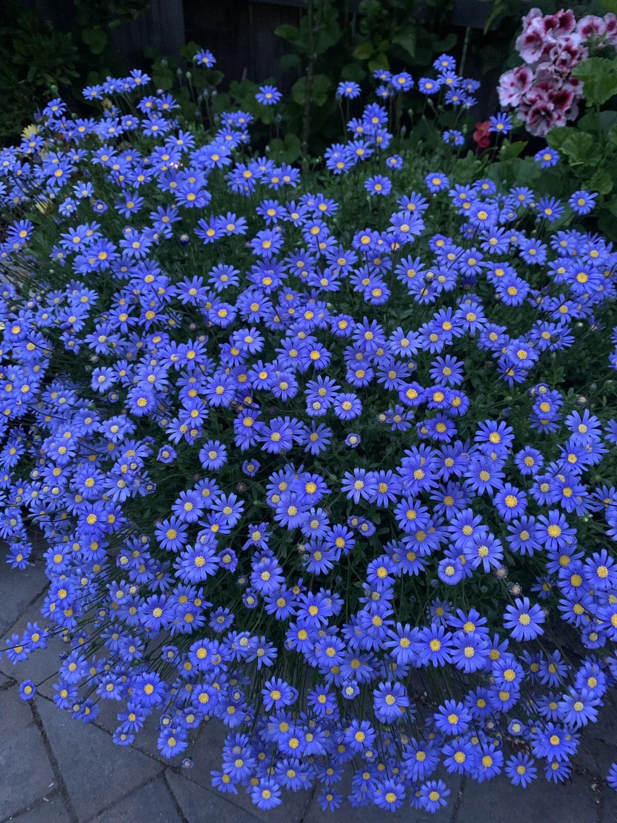 Blue Daisy Plant - 12-18 Inches Tall, Felicia amelloides, Hardy Perennial, Well-Established Roots, Blue Flowers, Garden Border, Container Plant
