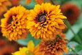 Maya Rudbeckia Seeds Pack – 200+ Black-eyed Susan (Rudbeckia hirta) Flower Seeds for Garden, Borders, Containers