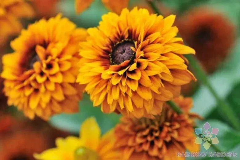 Maya Rudbeckia Seeds Pack – 200+ Black-eyed Susan (Rudbeckia hirta) Flower Seeds for Garden, Borders, Containers