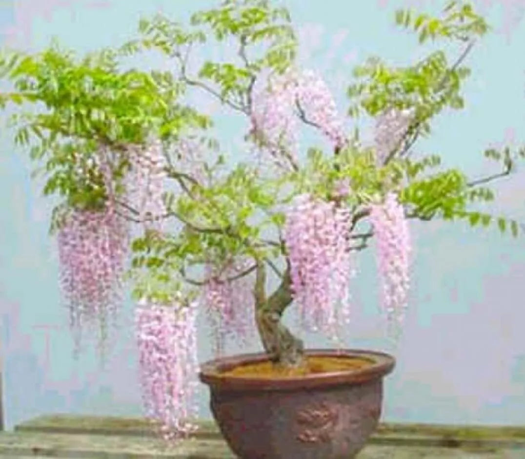 Pink Wisteria Bonsai Tree Seeds, 5 Seeds, Flowering Wisteria floribunda, Compact, Cascading, Indoor & Garden Plant