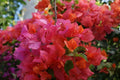 Bougainvillea Starter Plant - ROSENKA Variety - Well Rooted Live Plant - Bougainvillea spectabilis - Container or Garden Use