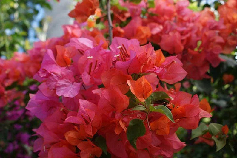 Bougainvillea Starter Plant - ROSENKA Variety - Well Rooted Live Plant - Bougainvillea spectabilis - Container or Garden Use