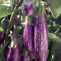 Galaxy of Stars Eggplant Seeds – Organic Non-GMO Heirloom, 40 Pack, Purple & White Striped Fruit, Solanum melongena, Vegetable Seeds