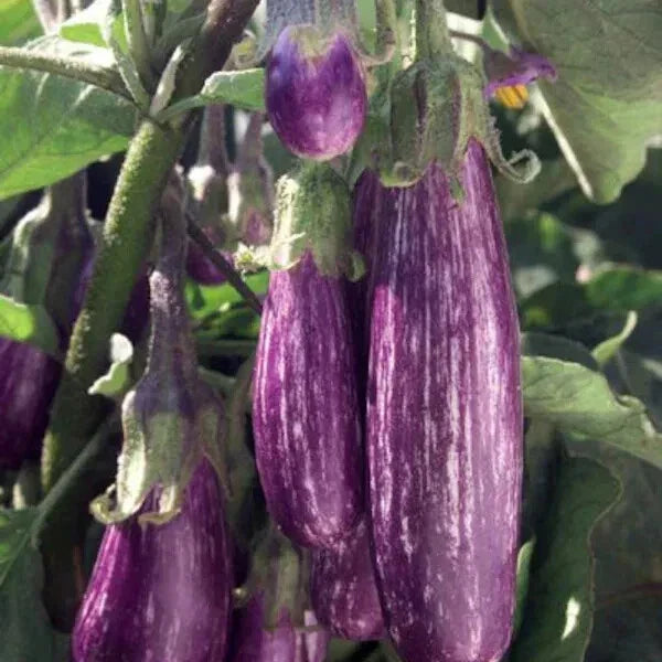Galaxy of Stars Eggplant Seeds – Organic Non-GMO Heirloom, 40 Pack, Purple & White Striped Fruit, Solanum melongena, Vegetable Seeds