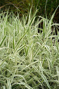 Strawberry & Cream Ribbon Grass Root Divisions - Ornamental Grass for Sun/Shade & Pond - Imperata cylindrica