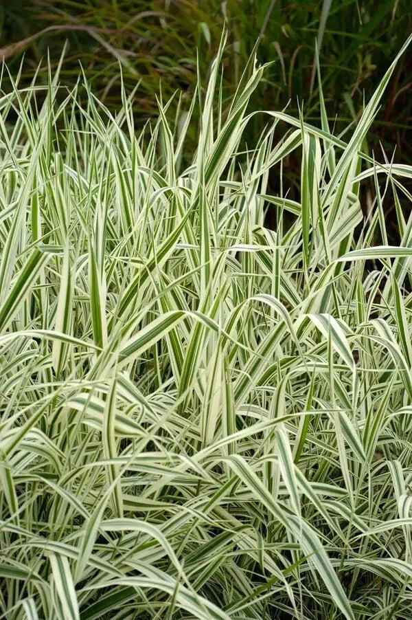 Strawberry & Cream Ribbon Grass Root Divisions - Ornamental Grass for Sun/Shade & Pond - Imperata cylindrica
