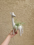 Live Spider Plant Cuttings, Green Variegated, Chlorophytum comosum, Indoor Air-Purifying Plant, Easy Care, Rooted Propagules