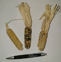Tom Thumb Corn Seeds - 50 Pack, Miniature Indian Corn, Small Ears, Zea mays, Decorative & Ornamental Garden Seeds
