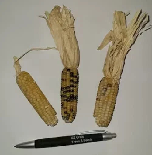 Tom Thumb Corn Seeds - 50 Pack, Miniature Indian Corn, Small Ears, Zea mays, Decorative & Ornamental Garden Seeds