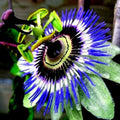 Blue Passion Flower Seeds - Climber Vine Passiflora caerulea for Attracting Hummingbirds & Butterflies