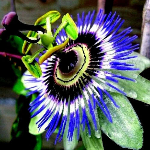 Blue Passion Flower Seeds - Climber Vine Passiflora caerulea for Attracting Hummingbirds & Butterflies