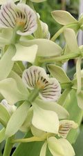 Encyclia Radiata Orchid Plant 4" Pot | Fragrant Tropical Houseplant | Yellow & Purple Blooms | Easy-Care Orchid