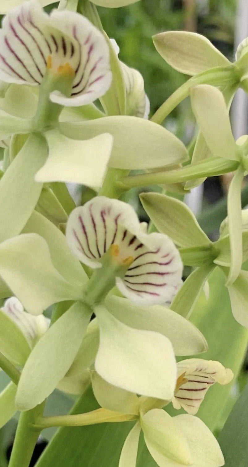 Encyclia Radiata Orchid Plant 4" Pot | Fragrant Tropical Houseplant | Yellow & Purple Blooms | Easy-Care Orchid