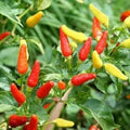 Tabasco Pepper Seeds – Heirloom Non-GMO Hot Pepper Seeds for Salsas & Hot Sauces – Capsicum frutescens, 20 Seeds Pack