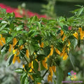 Hot Lemon Zest Pepper Seeds | Capsicum Annuum | Spicy Lemon Flavor | Kitchen Minis for Container & Garden Bed Planting