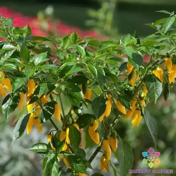 Hot Lemon Zest Pepper Seeds | Capsicum Annuum | Spicy Lemon Flavor | Kitchen Minis for Container & Garden Bed Planting