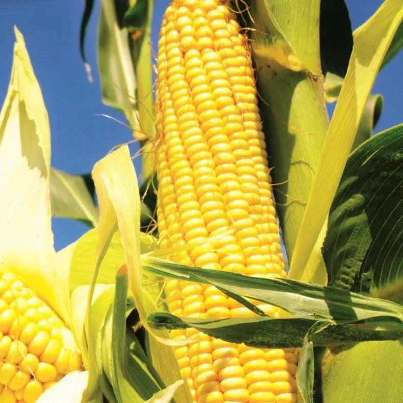 Early Sunglow Sweet Corn Seeds - Fast Growing SU Hybrid for 2025 Planting, Zea mays, Juicy, Sweet Corn, Heirloom Quality