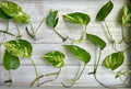 Single Leaf Pothos Cuttings 20 Count Epipremnum aureum Houseplant for Indoor Garden