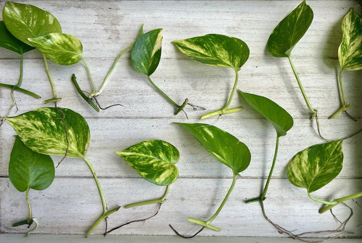 Single Leaf Pothos Cuttings 20 Count Epipremnum aureum Houseplant for Indoor Garden