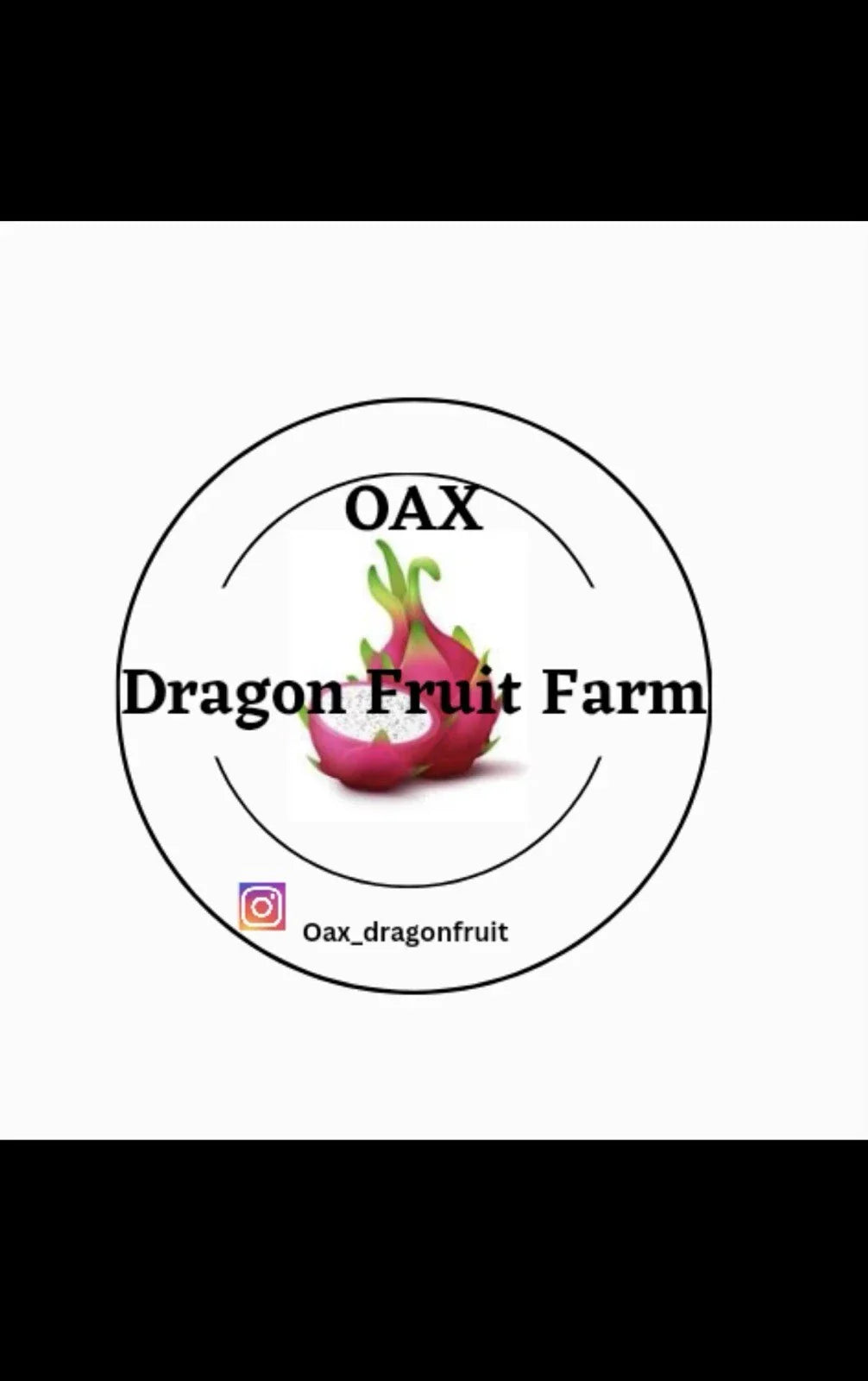 Mature Dragon Fruit Cuttings Lake Atitlan Variety Hylocereus undatus for Gardening & Patio