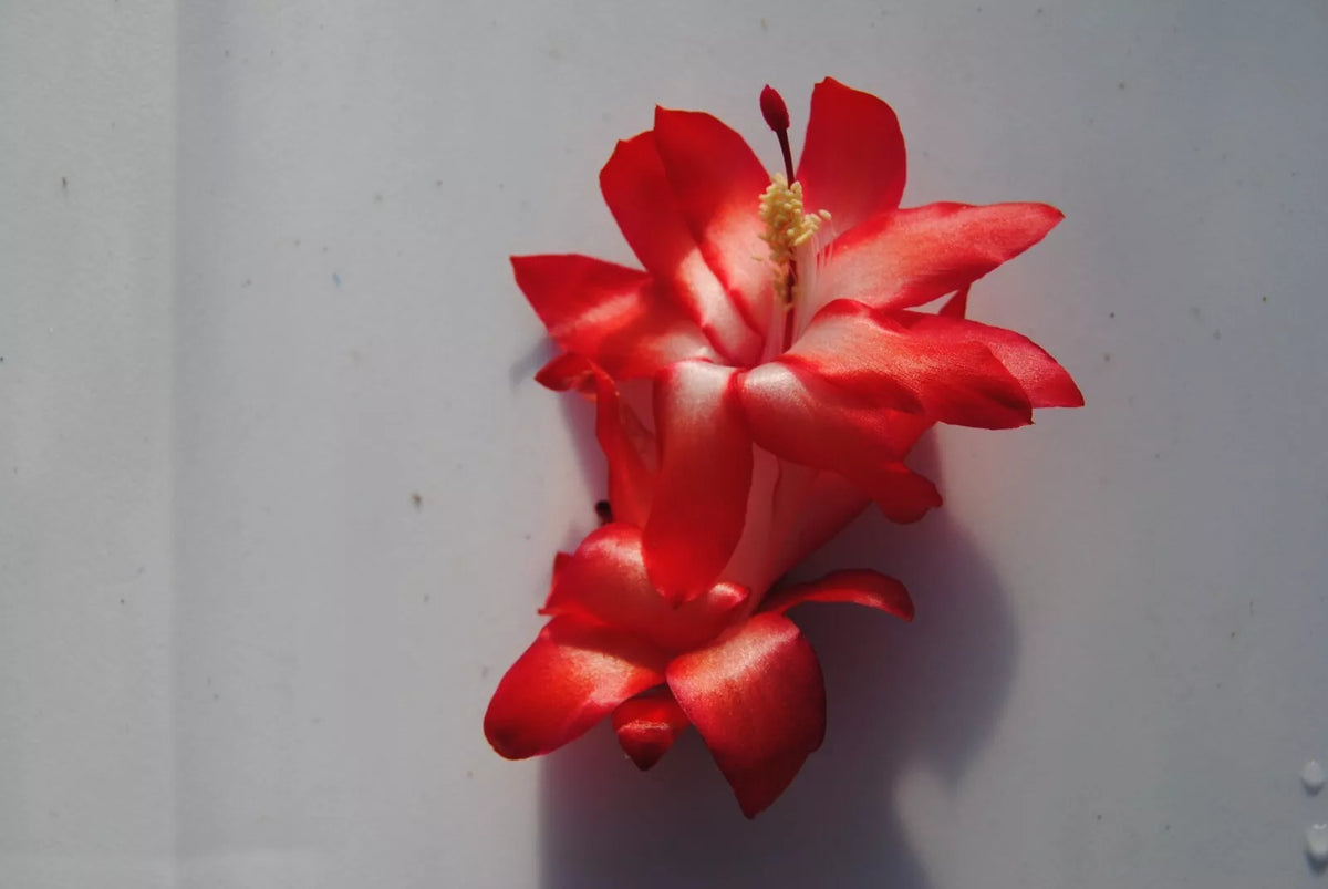 Christmas Cactus Starter Plant - Le'ahi Volcano Schlumbergera Truncata - Well-Rooted Indoor Plant for Holiday Blooms