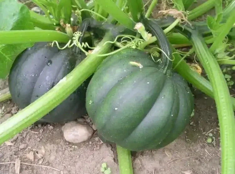 Organic Heirloom Table Queen Acorn Winter Squash Seeds - Non-GMO, Cucurbita pepo, Compact Bush Plant, Fall Harvest