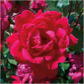 Knock Out Red Rose Bush Cuttings - 3 Unrooted 6" Live Flower Plants - Rosa 'Knock Out' Garden Shrubs