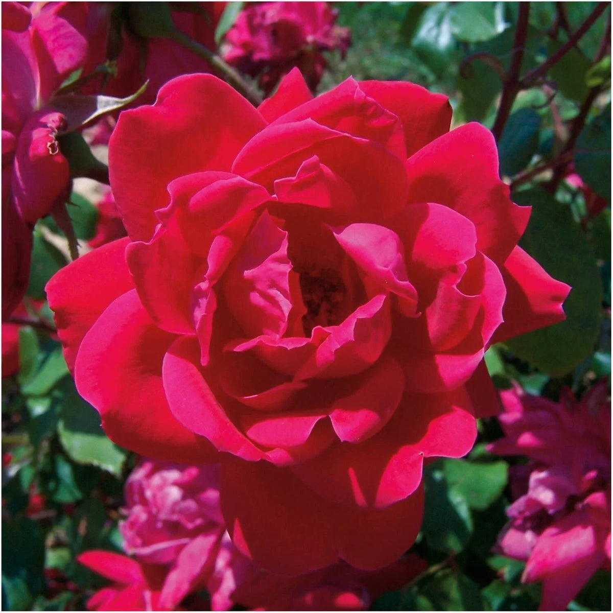 Knock Out Red Rose Bush Cuttings - 3 Unrooted 6" Live Flower Plants - Rosa 'Knock Out' Garden Shrubs