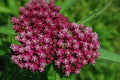 Swamp Milkweed Seeds 50 Pack Pink Red Rose Asclepias incarnata Butterfly Pollinator Attracting Perennial