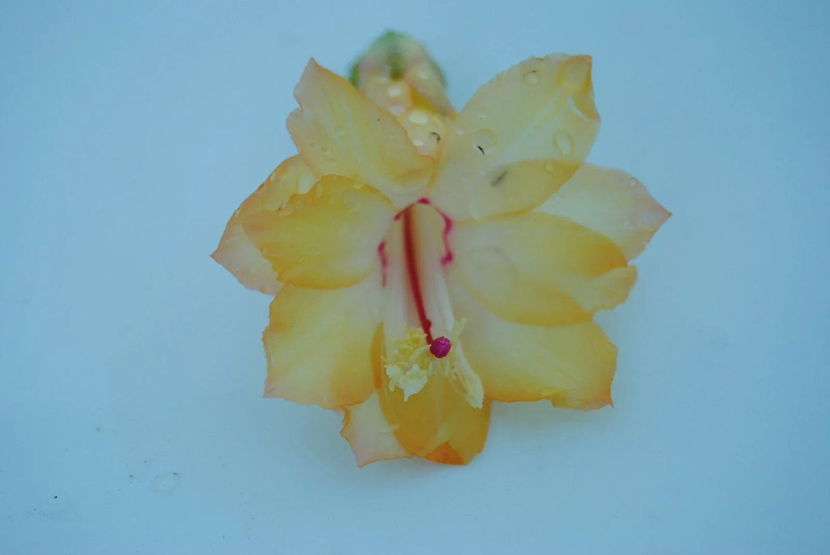 Christmas Cactus Starter Plant – Dutch Sun Variety – Schlumbergera Truncata – Well-Rooted Healthy Plant