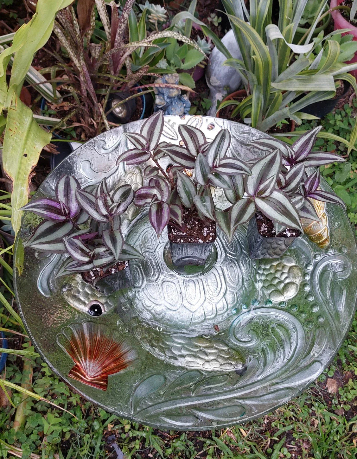 Tradescantia Zebrina Silver Plus Houseplant in 2.5" Pot, Indoor Wandering Jew with Silver-Striped Foliage