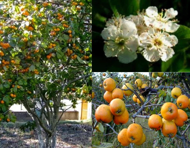 Tejocote Seeds - 7+ Pack - Crataegus mexicana - Little Apple Hawthorn Berry Plant for Edible Berries and Ornamental Garden
