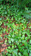 English Ivy Live Bare Root Plants 50+ Segments Hedera helix for Indoor Outdoor Gardening