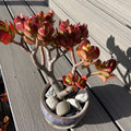 Rare Red Akai Jade Succulent Bonsai Tree - Crassula Ovata Bare Rooted 8-10 Inches