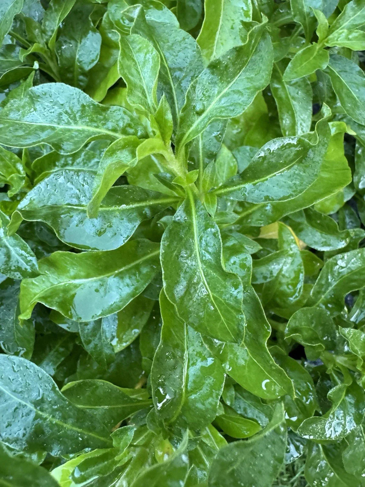 Sissoo Spinach Cuttings - 5 Unrooted Brazilian Spinach (Alternanthera sissoo) for Gardening & Indoor Plants