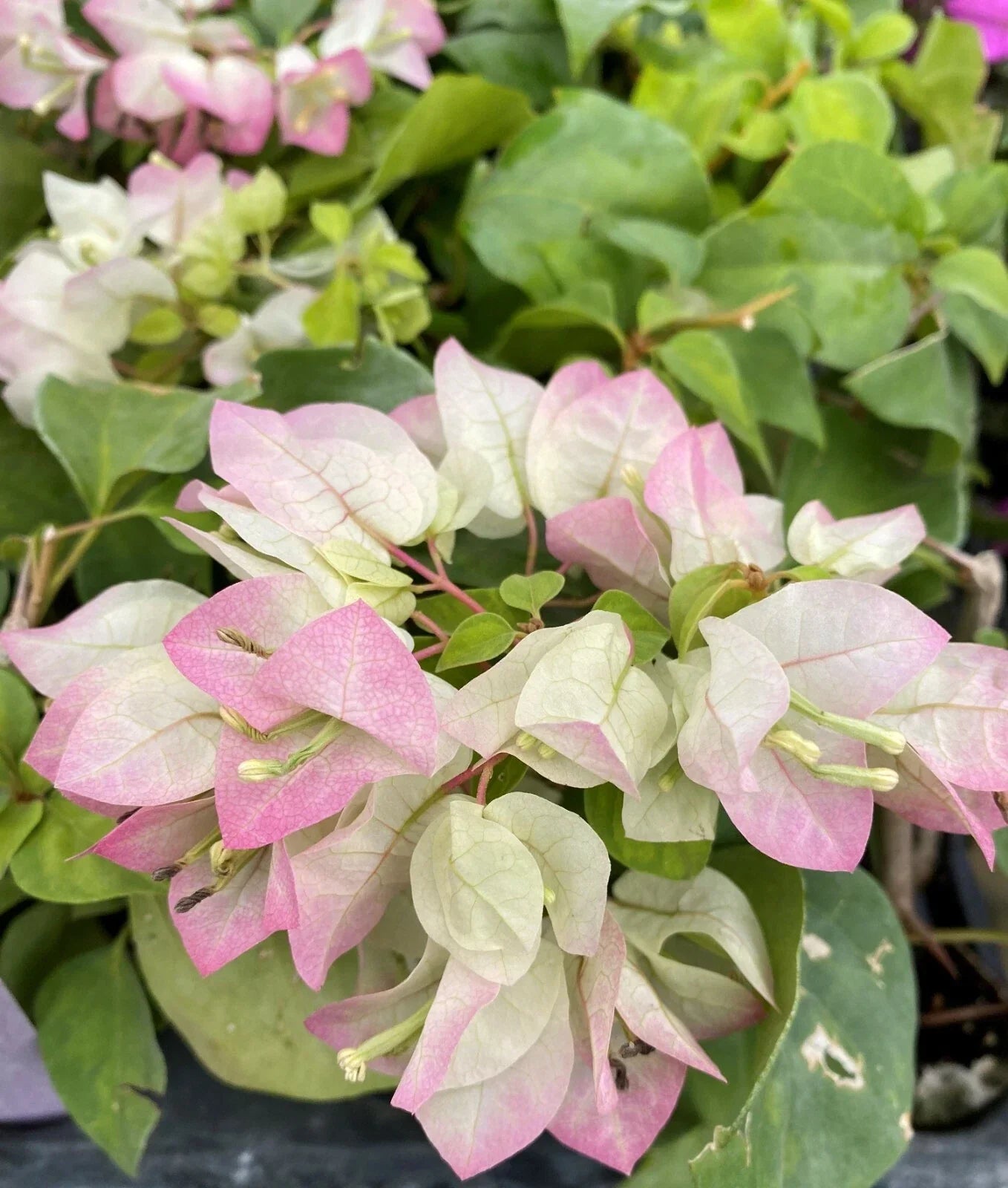 Bougainvillea Starter Plant - Well Rooted, Vibrant Color, Bougainvillea spectabilis, Climbing/Vining, Tropical Garden Beauty