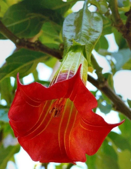 Red Angel Trumpet Seeds - Brugmansia spp. Fragrant Trumpet Flowers for Garden, Borders, Containers - 10 Pack