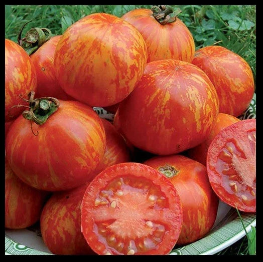 Red Zebra Tomato Seeds - Heirloom Striped Variety, 10-100 Seeds, Solanum lycopersicum, Colorful, Easy to Grow