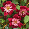 Double Red Clematis Seeds - 25 Large Bloom Climbing Perennial Garden Flower - Clematis 'Duchess of Edinburgh'