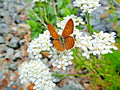 White Yarrow Flower Seeds - Perennial Achillea millefolium for Wildflower Gardens & Pollinator Attracting