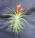 Tillandsia funkiana Air Plant - Unique Indoor Decor, Low-Maintenance, Twisting Foliage, Epiphytic Plant for Small Spaces