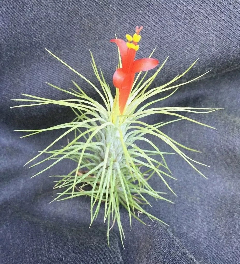 Tillandsia funkiana Air Plant - Unique Indoor Decor, Low-Maintenance, Twisting Foliage, Epiphytic Plant for Small Spaces