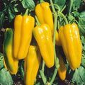 Golden Marconi Sweet Pepper Seeds – Non-GMO Vegetable Seeds for Salads, Grilling, and Cooking – Capsicum annuum, 50+ Seeds