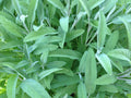 Sage Seeds 50 Ct Non-GMO Broadleaf Herb Garden Salvia officinalis for Culinary & Pollinator Attracting