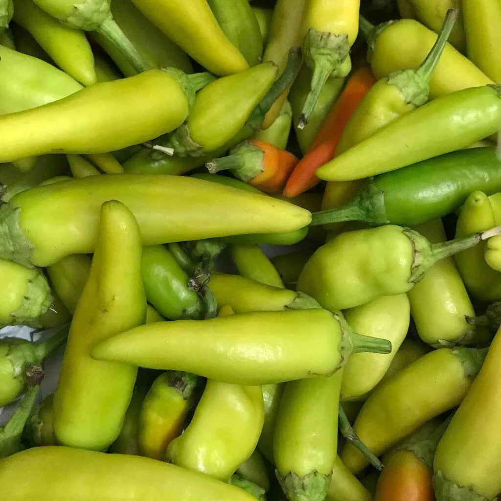 Pepperoncini Pepper Seeds – 25+ Non-GMO Heirloom Italian Capsicum annuum Vegetable Seeds for Home Garden