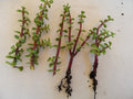 Portulacaria afra Succulent Plants Lot – 7 Rooted + 5 Cuttings – Spekboom Fleshy Foliage for Indoor & Outdoor Gardens