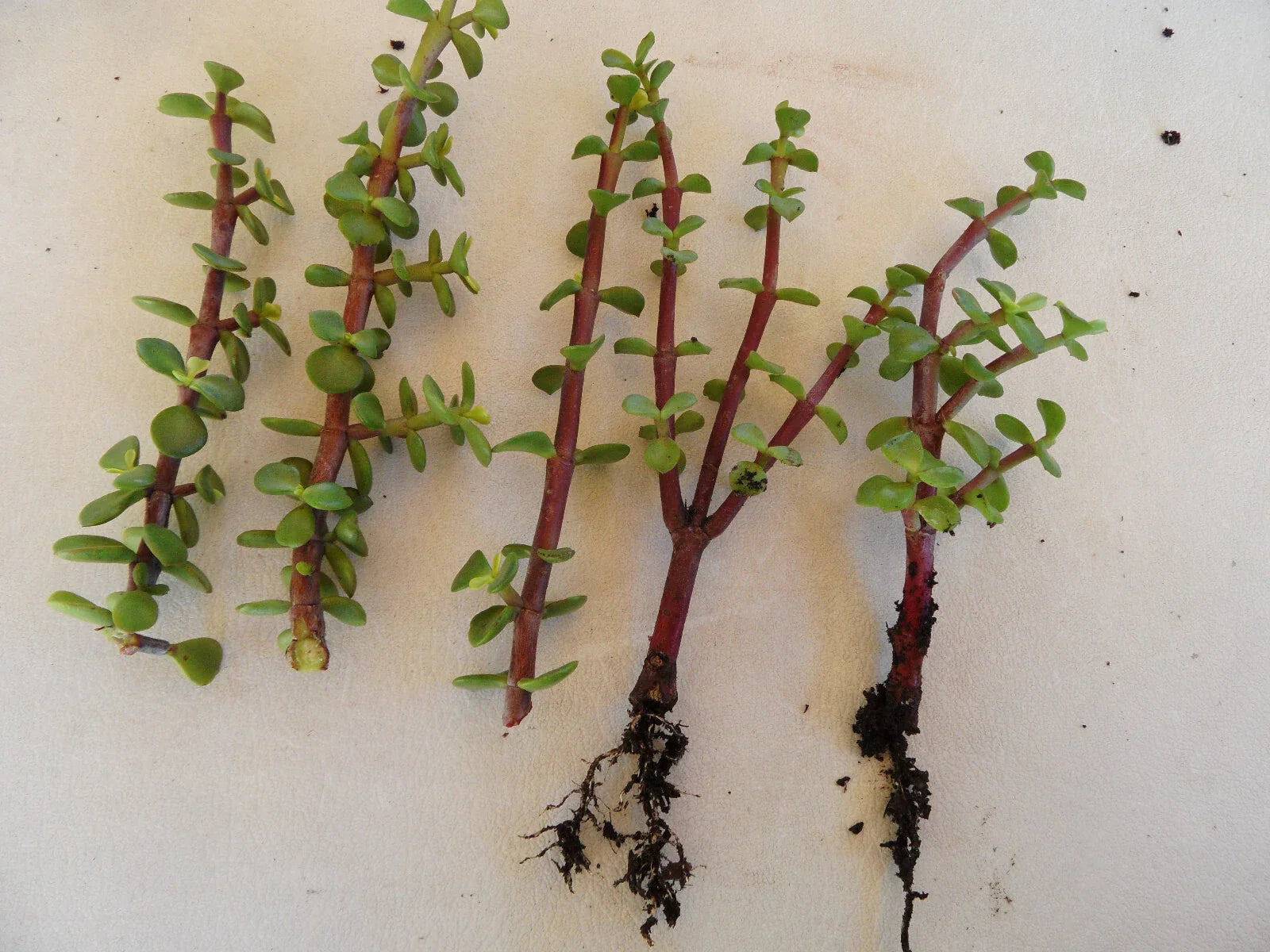 Portulacaria afra Succulent Plants Lot – 7 Rooted + 5 Cuttings – Spekboom Fleshy Foliage for Indoor & Outdoor Gardens