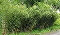 50 Umbrella Bamboo Seeds - Clumping Shade Plant for Privacy and Landscaping - Fargesia murielae