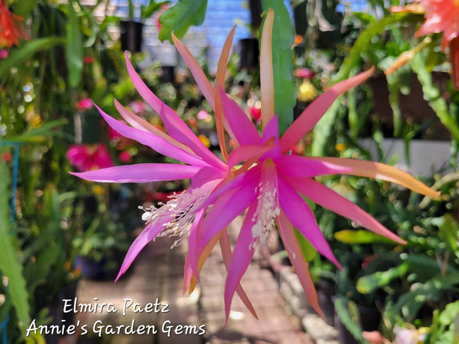 Epiphyllum Elmira Paetz Unrooted Cuttings - Small Flowers, Succulent Variety, 8-10 Inches