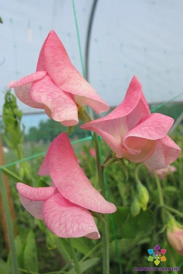 Emily Sweet Pea Seeds - 50+ Pack, Pink & White Fragrant Blooms, Climbing Vine, Lathyrus odoratus, USA Grown